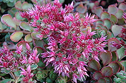 Fulda Glow Stonecrop (Sedum spurium 'Fuldaglut') at Lakeshore Garden Centres