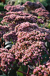Maestro Stonecrop (Sedum 'Maestro') at Lakeshore Garden Centres