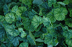 Crimson Clouds Foamy Bells (Heucherella 'Crimson Clouds') at Lakeshore Garden Centres