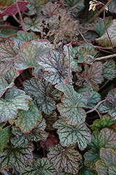 Pinot Noir Hairy Alumroot (Heuchera villosa 'Pinot Noir') at Lakeshore Garden Centres