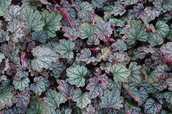 Harmonic Convergence Coral Bells (Heuchera 'Harmonic Convergence') at Lakeshore Garden Centres