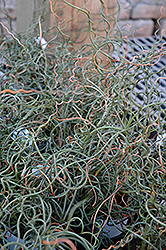 Curly Wurly Corkscrew Rush (Juncus effusus 'Curly Wurly') at Lakeshore Garden Centres