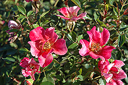 Happy Chappy Rose (Rosa 'Happy Chappy') at Lakeshore Garden Centres