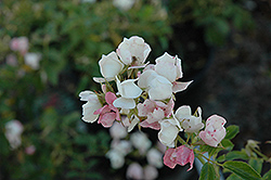 Snowcone Rose (Rosa 'Snowcone') at Lakeshore Garden Centres
