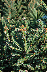 Sharpleaf Dwarf Norway Spruce (Picea abies 'Mucronata') at A Very Successful Garden Center