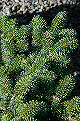 Starker's Dwarf Korean Fir (Abies koreana 'Starker's Dwarf') at Lakeshore Garden Centres