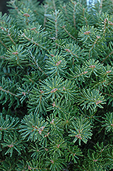 Green Carpet Korean Fir (Abies koreana 'Green Carpet') at Lakeshore Garden Centres