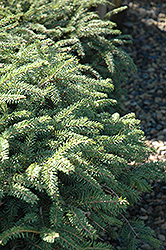 Elegans Spruce (Picea abies 'Elegans') at A Very Successful Garden Center