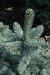 Baby Blue Eyes Spruce (Picea pungens 'Baby Blue Eyes') at A Very Successful Garden Center