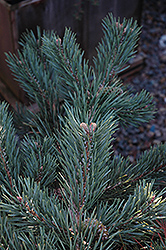 Albyn Prostrate Scotch Pine (Pinus sylvestris 'Albyn Prostrata') at Lakeshore Garden Centres