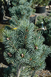 Blue Angel Japanese White Pine (Pinus parviflora 'Blue Angel') at Lakeshore Garden Centres
