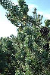 Tempelhof Japanese White Pine (Pinus parviflora 'Tempelhof') at Lakeshore Garden Centres