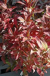Snow Lace Dogwood (Cornus racemosa 'Emerald') at Lakeshore Garden Centres