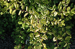 Gold Fountain Spiraea (Spiraea x vanhouttei 'Gold Fountain') at Lakeshore Garden Centres