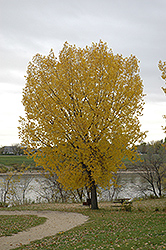 Plains Cottonwood (Populus deltoides) at Lakeshore Garden Centres