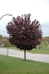 Canada Red Select Chokecherry (Prunus virginiana 'Canada Red Select') at Lakeshore Garden Centres