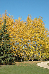 Balsam Poplar (Populus balsamifera) at Lakeshore Garden Centres
