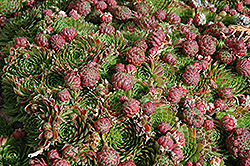 Red Beauty Hens And Chicks (Sempervivum 'Red Beauty') at Green Thumb Garden Centre