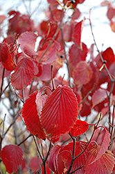 Arrowwood (Viburnum dentatum) at Peter Knippel Garden Centre