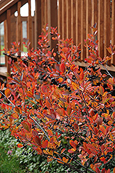 Autumn Magic Black Chokeberry (Aronia melanocarpa 'Autumn Magic') at Golden Acre Home & Garden