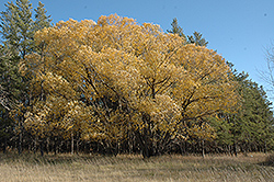 White Willow (Salix alba) at Lakeshore Garden Centres