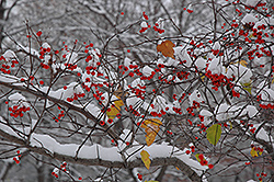 Washington Hawthorn (Crataegus phaenopyrum) at Lakeshore Garden Centres