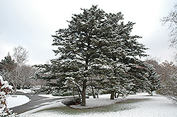 Nikko Fir (Abies homolepis) at Lakeshore Garden Centres