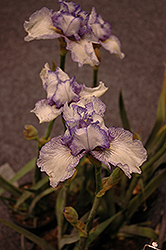 Autumn Circus Iris (Iris 'Autumn Circus') at Lakeshore Garden Centres