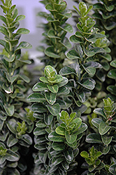Green Spire Euonymus (Euonymus japonicus 'Green Spire') at Lakeshore Garden Centres