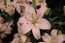 Lily Looks Tiny Athlete Lily (Lilium 'Tiny Athlete') at Lakeshore Garden Centres