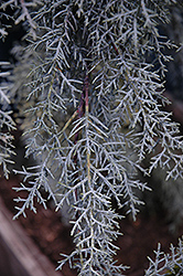 Raywood's Weeping Arizona Cypress (Cupressus arizonica 'Raywood's Weeping') at Lakeshore Garden Centres