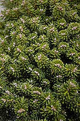Silber Mavers Korean Fir (Abies koreana 'Silber Mavers') at Lakeshore Garden Centres