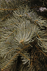 Blue Select White Fir (Abies concolor 'Glauca Select') at Lakeshore Garden Centres