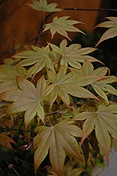Purple-Leaf Japanese Maple (Acer palmatum 'Atropurpureum') at Lakeshore Garden Centres