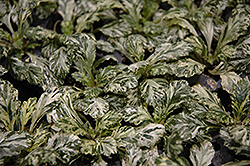 Sparkler Bugleweed (Ajuga 'Sparkler') at Lakeshore Garden Centres