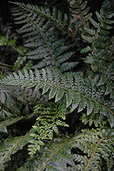 Hard Shield Fern (Polystichum aculeatum) at Lakeshore Garden Centres