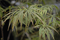 Crimson Princess Japanese Maple (Acer palmatum 'Crimson Princess') at Lakeshore Garden Centres