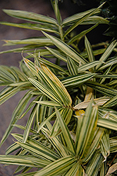 Dwarf Whitestripe Bamboo (Pleioblastus fortunei) at Lakeshore Garden Centres