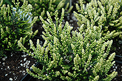 Spring Cream Heather (Calluna vulgaris 'Spring Cream') at Lakeshore Garden Centres