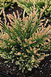 Flamingo Heather (Calluna vulgaris 'Flamingo') at Lakeshore Garden Centres