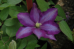 Daniel Deronda Clematis (Clematis 'Daniel Deronda') at Lakeshore Garden Centres