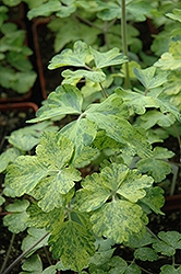 Lime Frost Columbine (Aquilegia vulgaris 'Lime Frost') at Lakeshore Garden Centres
