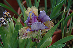 What Again Iris (Iris 'What Again') at Lakeshore Garden Centres