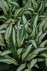 Lakeside Elfin Fire Hosta (Hosta 'Lakeside Elfin Fire') at Lakeshore Garden Centres