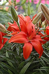 Mount Dragon Lily (Lilium 'Mount Dragon') at Lakeshore Garden Centres