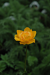 Earliest Of All Globeflower (Trollius x cultorum 'Earliest Of All') at Golden Acre Home & Garden