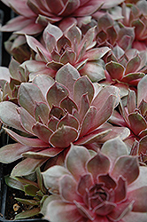 Sanford's Hybrid Hens And Chicks (Sempervivum 'Sanford's Hybrid') at Lakeshore Garden Centres