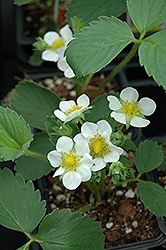 Fort Laramie Strawberry (Fragaria 'Fort Laramie') at Lakeshore Garden Centres