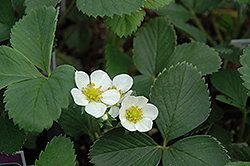 Allstar Strawberry (Fragaria 'Allstar') at Lakeshore Garden Centres