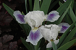 Boo Iris (Iris 'Boo') at Lakeshore Garden Centres